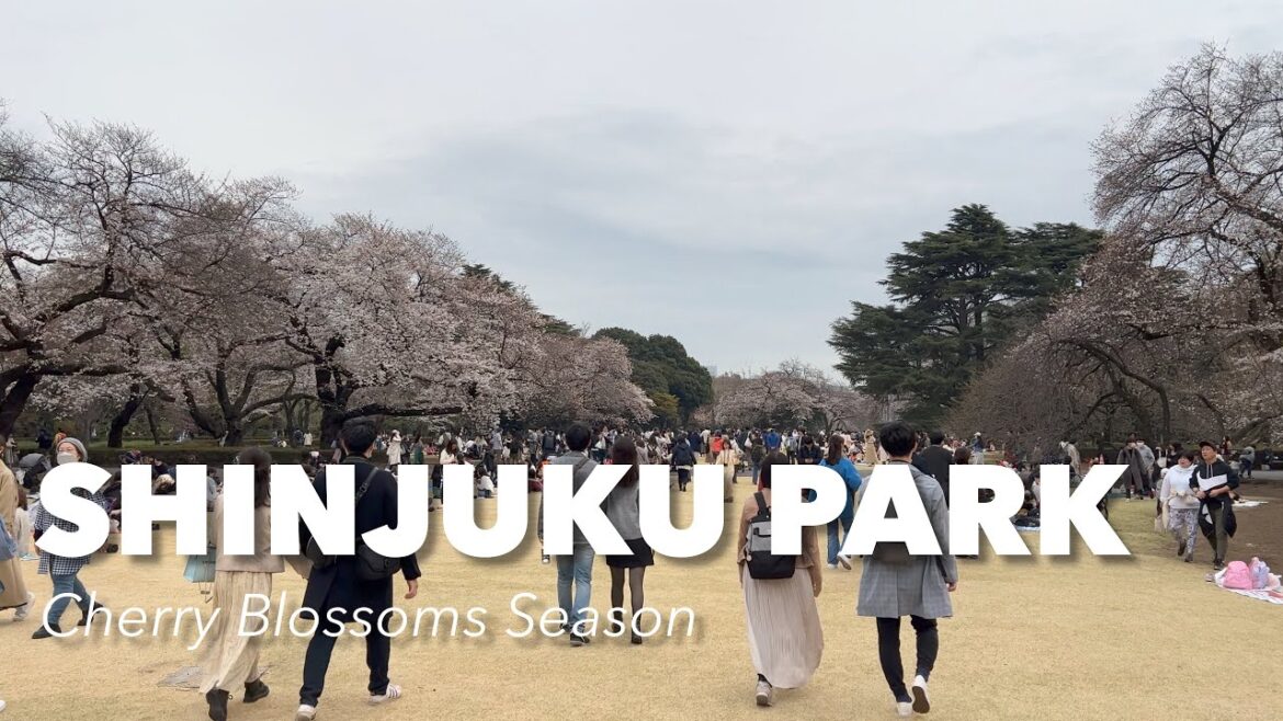 The Central Park of Tokyo - Shinjuku Park in Sakura season