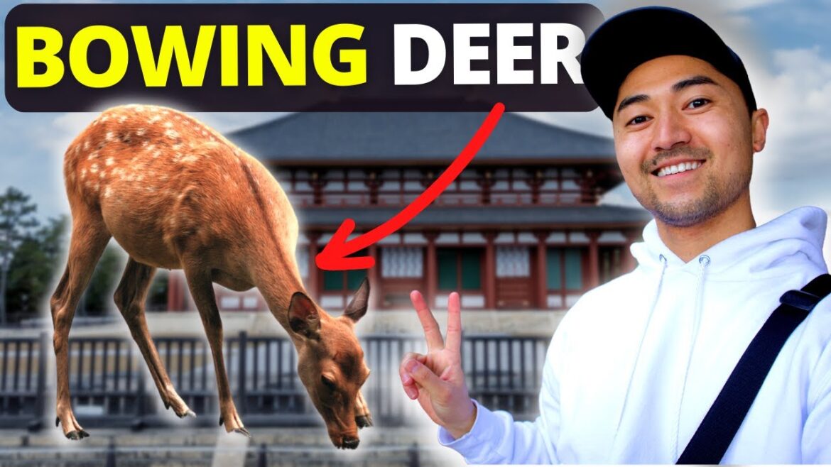 Day Trip in Nara, Japan! Day Trip in Nara, Japan!