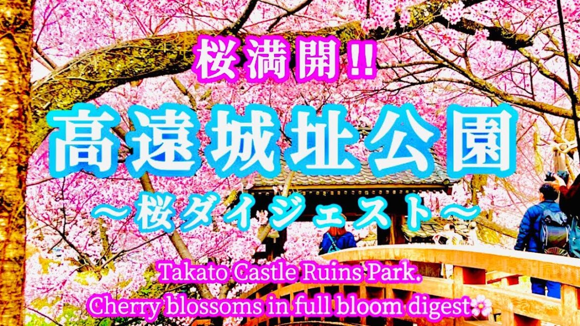 🌸桜満開‼︎高遠城址公園〜Cherry blossoms in full bloom!!︎ Takato Castle Ruins〜🌸