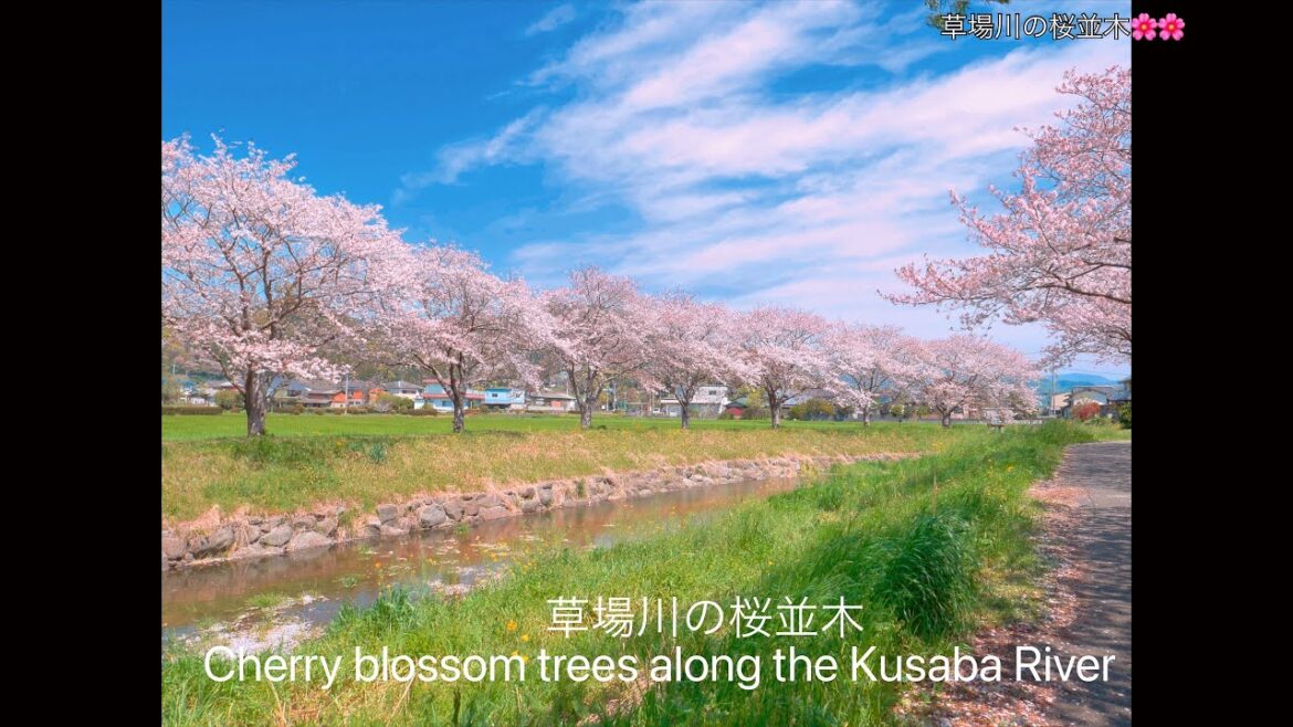 【草場川の桜並木•Cherry blossom trees along the Kusaba River】iPhone13mini & LEICA D-LUX 7