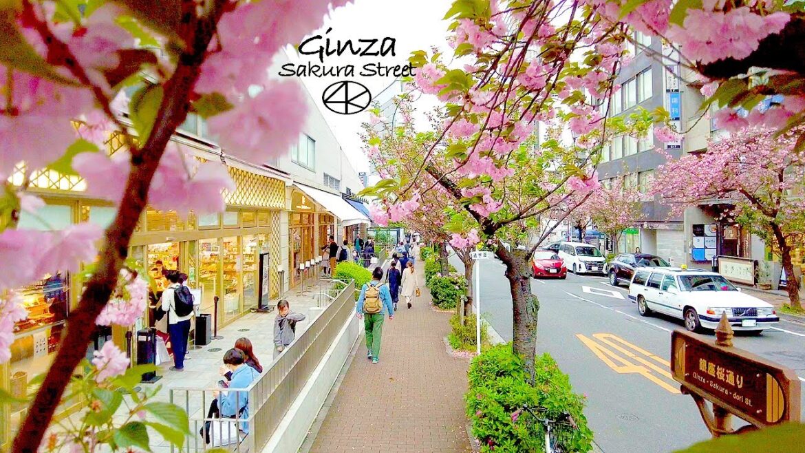 4K【銀座の桜通り】八重桜＆空中公園 2023 東京 Japan