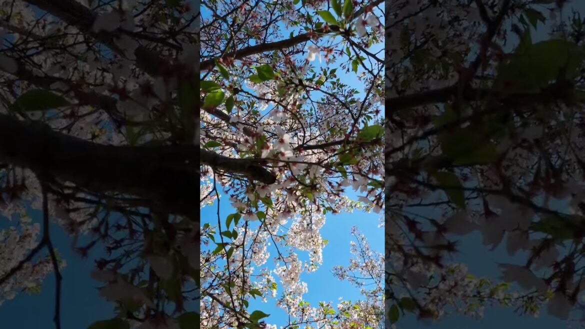 To Japan for an Unforgettable Sakura Experience #shorts #sakura