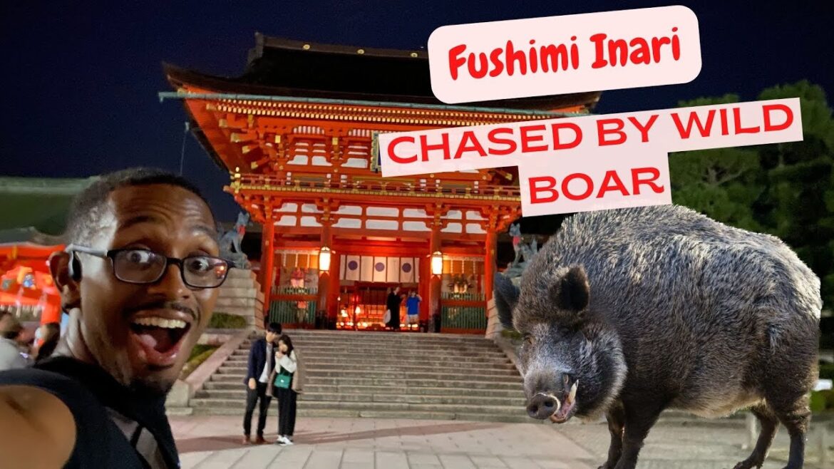 Fushimi Inari - Chased by a Boar!!! - (Kyoto Trip Part 4)