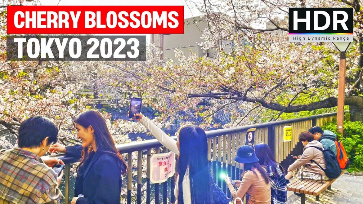Tokyo Meguro River Cherry Blossoms 2023 - Japan・4K HDR/Binaural