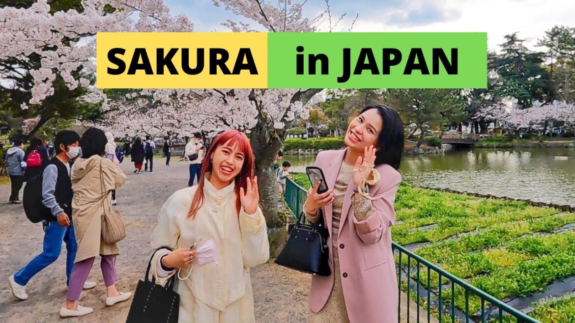 How to celebrate Sakura season in Japan - Spring - Travel Japan