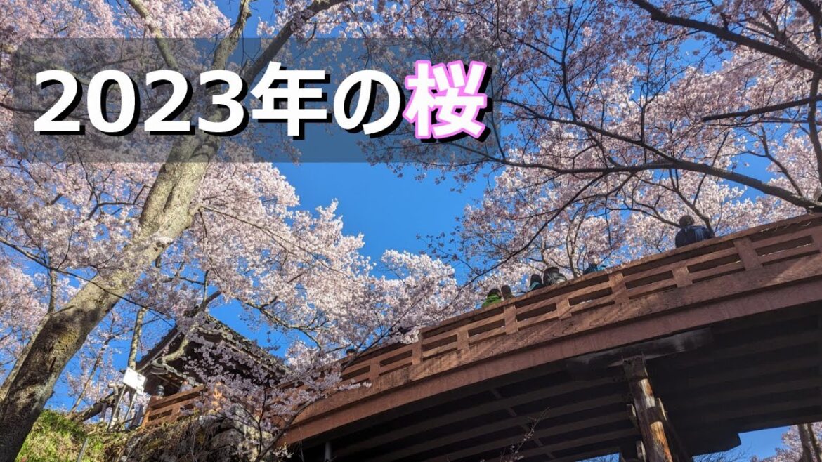 2023年満開の桜 || 高遠城址公園 || 天下第一の桜 2023年満開の桜 || 高遠城址公園 || 天下第一の桜