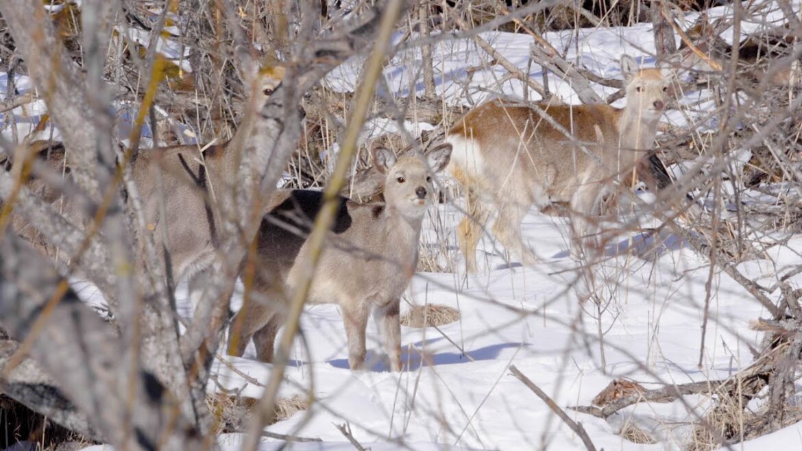 Wildlife photo trip to Hokkaido - February  2023