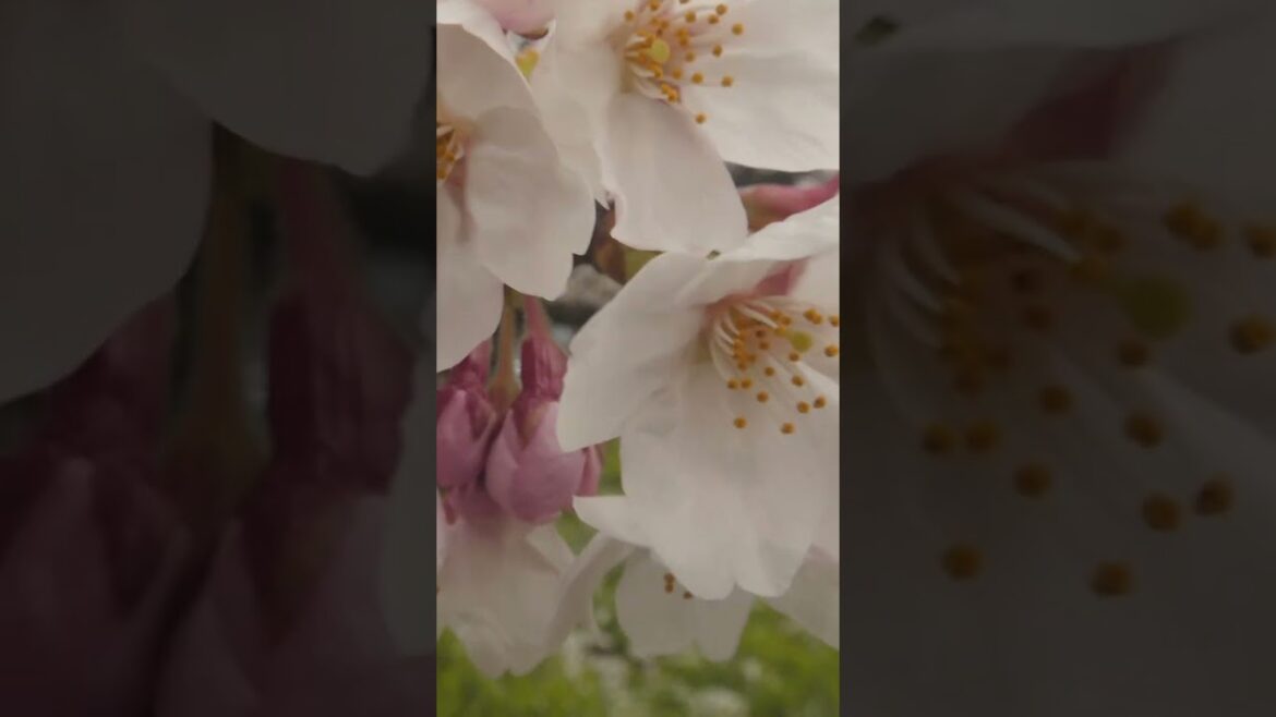 Niigata cherry blossom