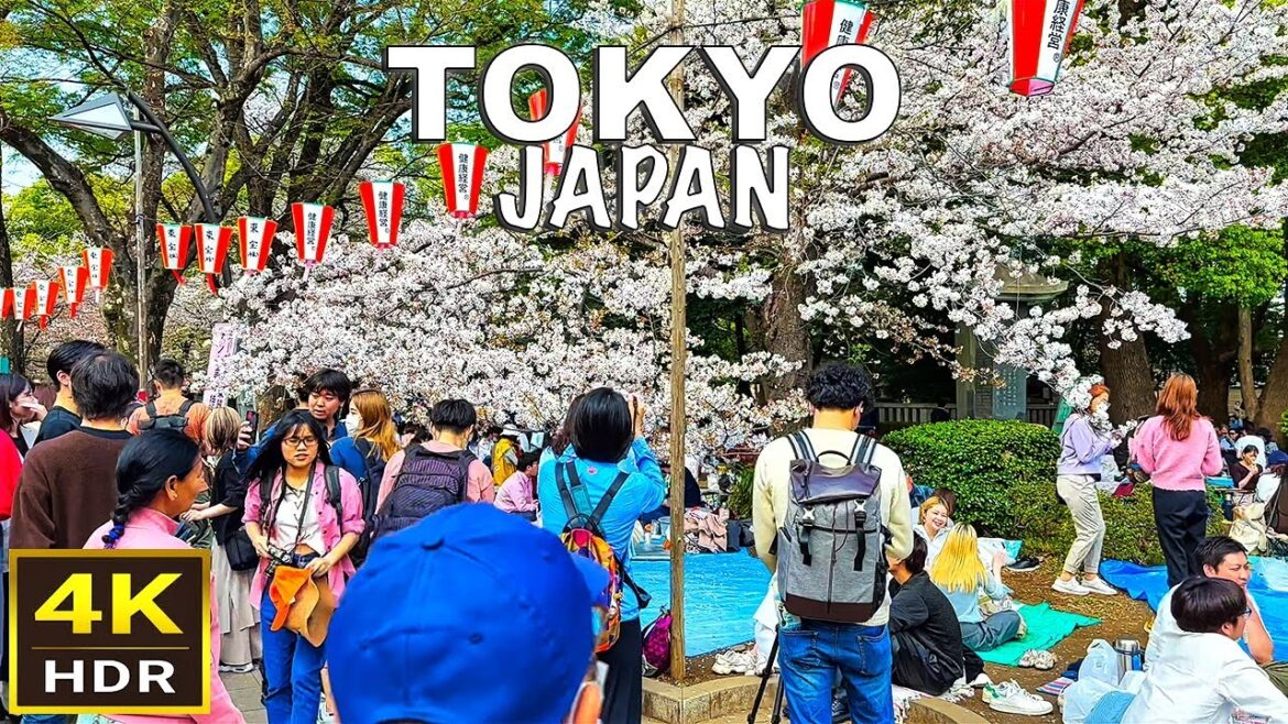[4K HDR] Tokyo Walking Tour | Ueno Park Cherry Blossom Festival | April 2023 | Tokyo, Japan