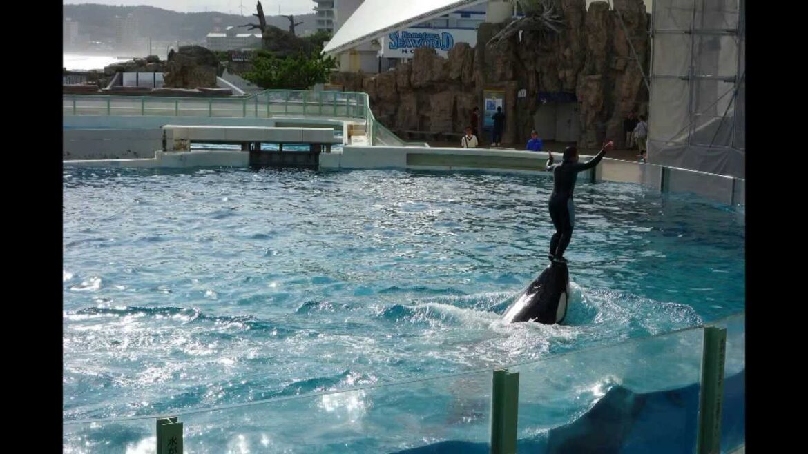 Orca Show, Kamogawa Sea World, Japan, October 22, 2013 Orca Show, Kamogawa Sea World, Japan, October 22, 2013