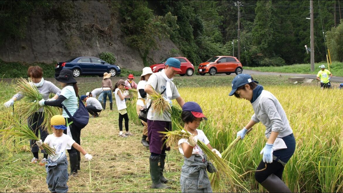 【稲刈りワークショップ】+手ぶらキャンプ 【稲刈りワークショップ】+手ぶらキャンプ