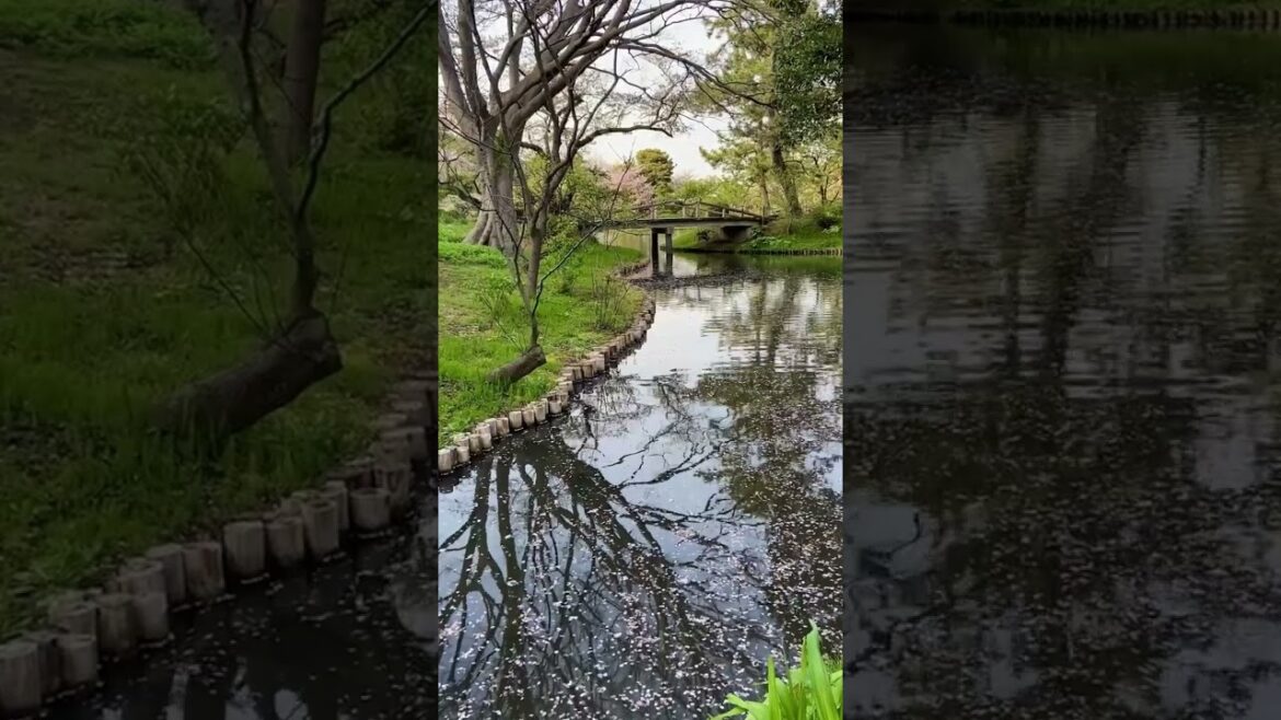 Yokohama’s Sankeien Garden #travelshorts #travel #shorts #yokohama #japan #explore Yokohama's Sankeien Garden #travelshorts #travel #shorts #yokohama #japan #explore
