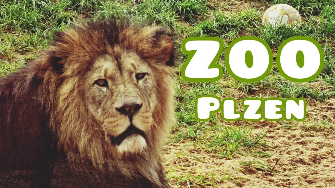 Pilsen Zoo and Botanical Garden 🦁 One of the most visited tourist destinations in the Czech Republic