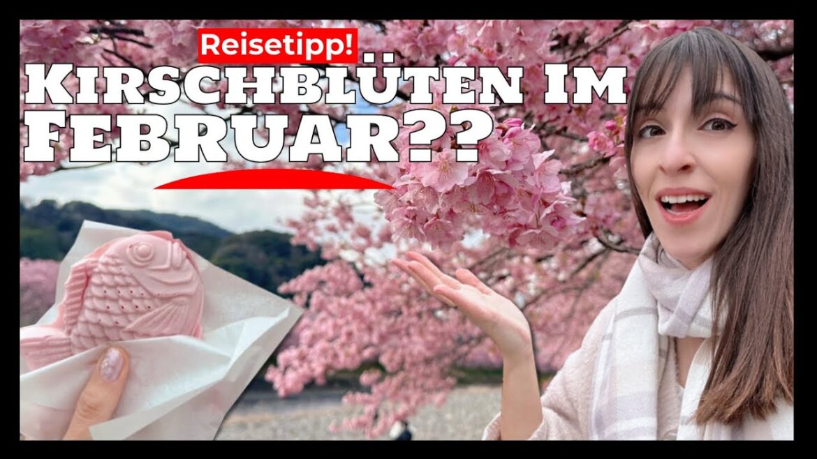 Früheste japanische Kirschblüte beim Kawazu Kirschblütenfest | Kawazu & Shimoda | Shizuoka Früheste japanische Kirschblüte beim Kawazu Kirschblütenfest | Kawazu & Shimoda | Shizuoka
