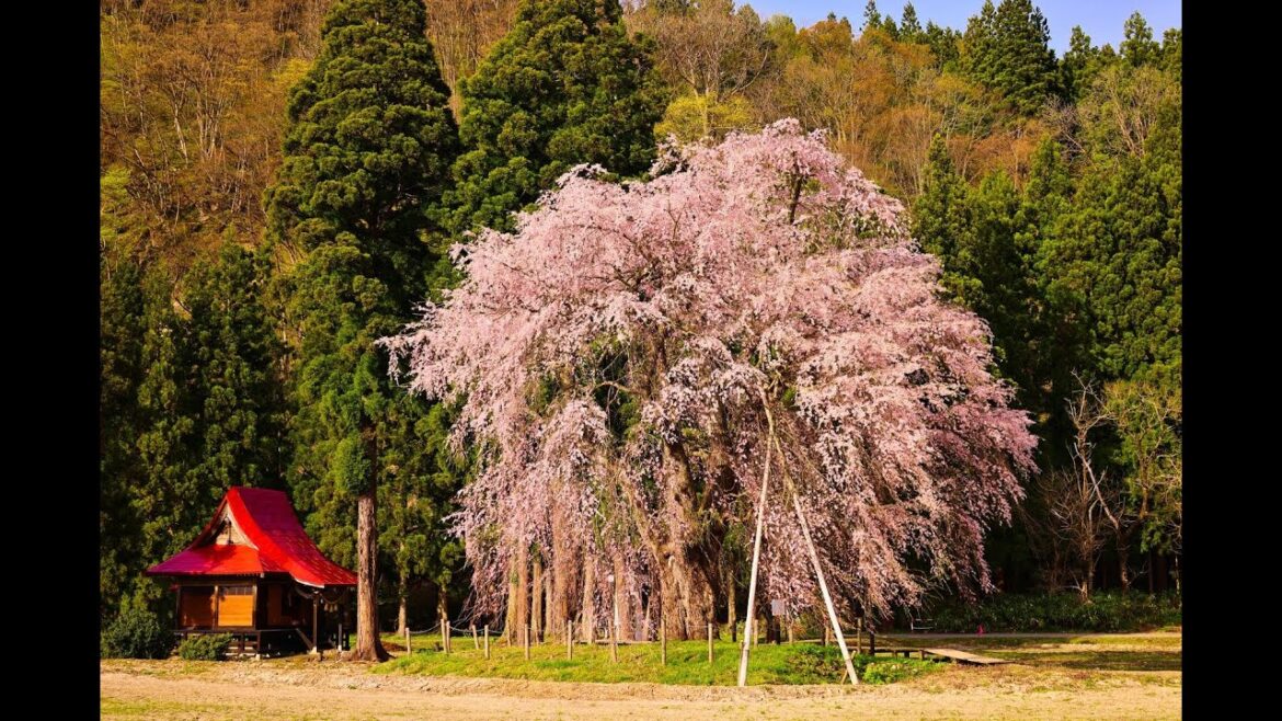 8K HDR 秋田 おしら様の桜 Akita,Oshirasama Sakura