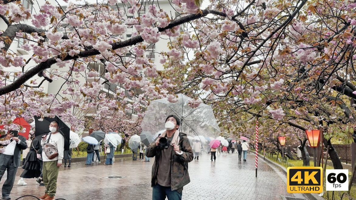 JAPAN TRAVEL | Cherry Blossom Viewing At The Osaka Mint Bureau  🌸