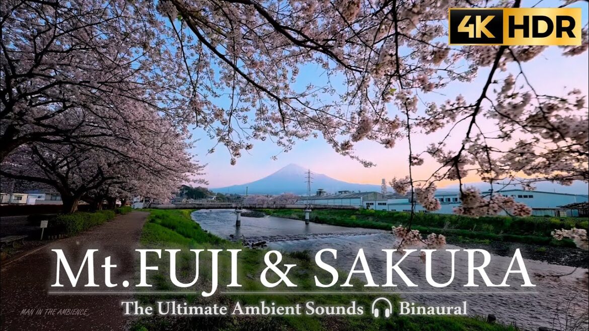 Mt.Fuji & Sakura 潤井川 桜 2023 🌸 walking tour along riverside, Cherry Blossoms //4K HDR