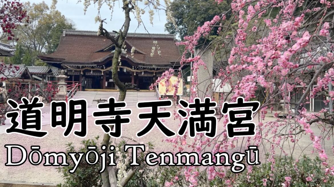 Explore Domyoji Tenmangu and its special Ume Matsuri Explore Domyoji Tenmangu and its special Ume Matsuri