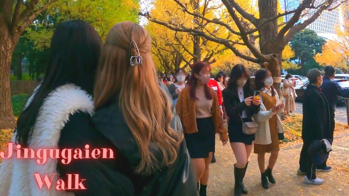 Avenue of gingko trees. Meiji Jingu Tokyo, in Japan walking tour【4K】11.2022 Avenue of gingko trees. Meiji Jingu Tokyo, in Japan walking tour【4K】11.2022