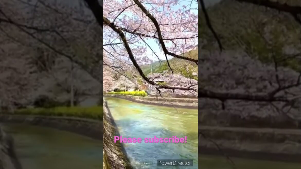 【KYOTO】cherry blossom #japan #travel #pleasesubscribe #spring #shorts #trip #kyoto