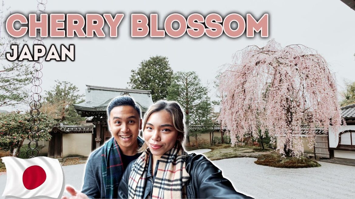 Our first Cherry Blossom experience in Japan ๐ธ Exploring Kyoto in 2023 Our first Cherry Blossom experience in Japan ๐ธ Exploring Kyoto in 2023