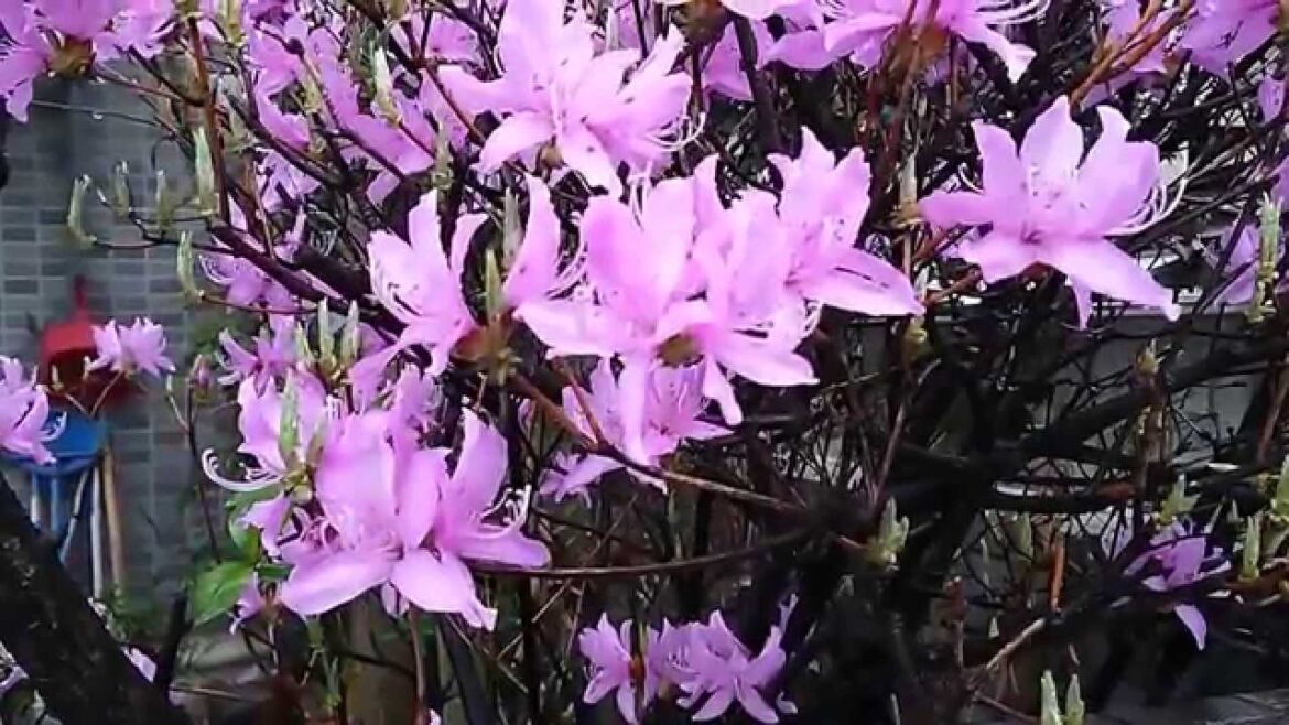 Beautiful UNIQUE blue flowers! Spring is coming to Kagoshima, Japan! Beautiful UNIQUE blue flowers! Spring is coming to Kagoshima, Japan!