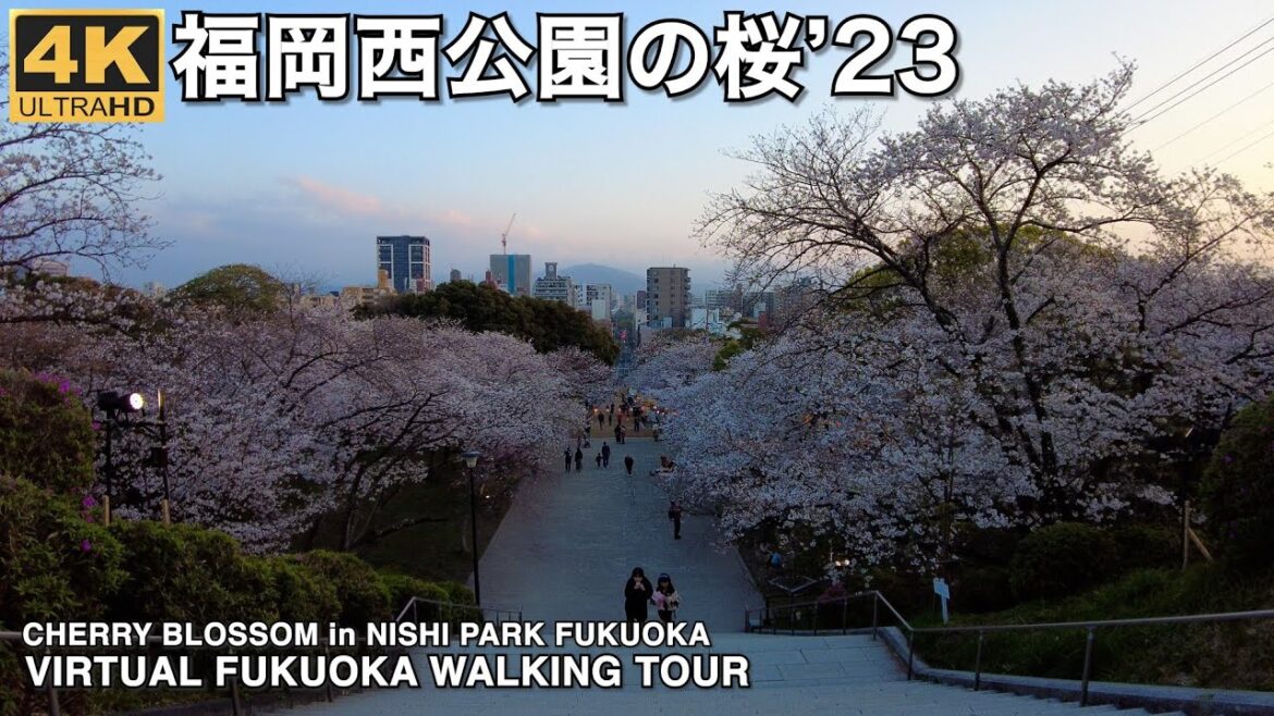 福岡西公園の桜4k virtual Fukuoka walking tour cherry blossom in Nishi park 2023