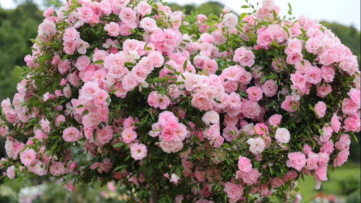 Rose  Garden ♡🌹Fairy tale♡🌹Wish you Happiness💖Jardin de Bagatelle May2020