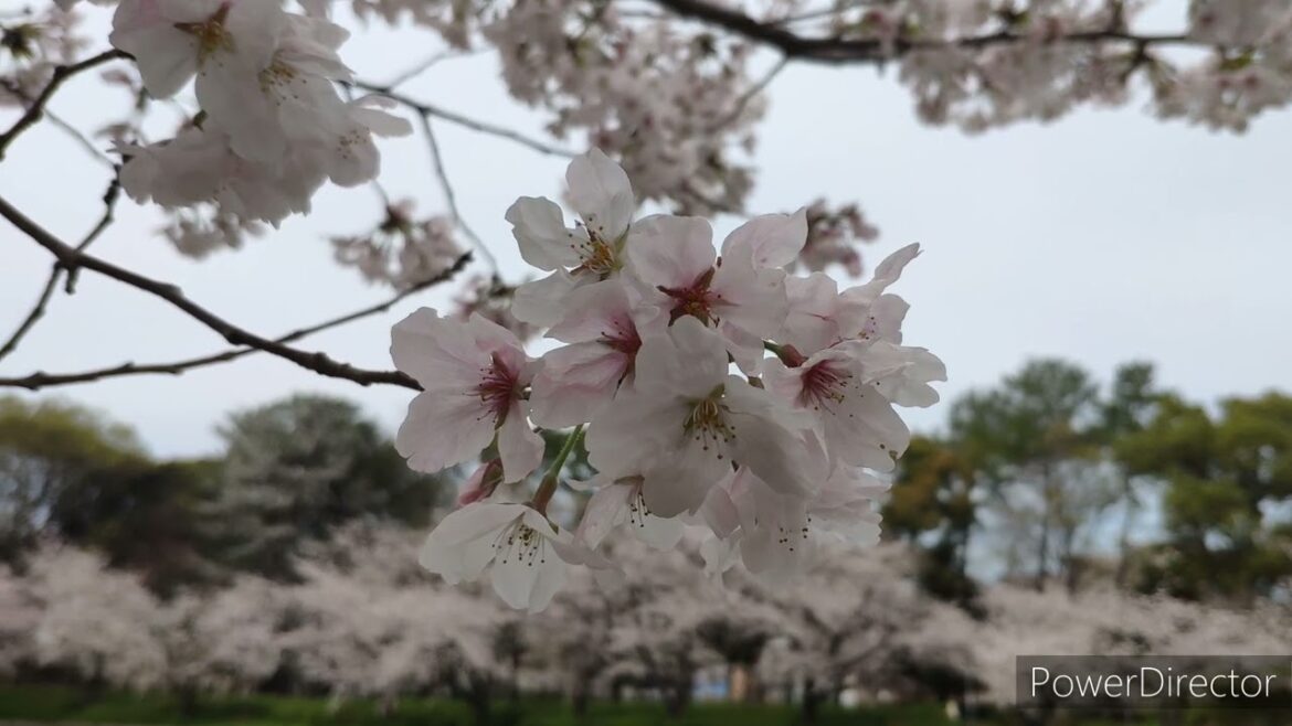 TLog @ 東海道 2023 第九天相片精華   TLog @ ToKaiDo 2023 Day9