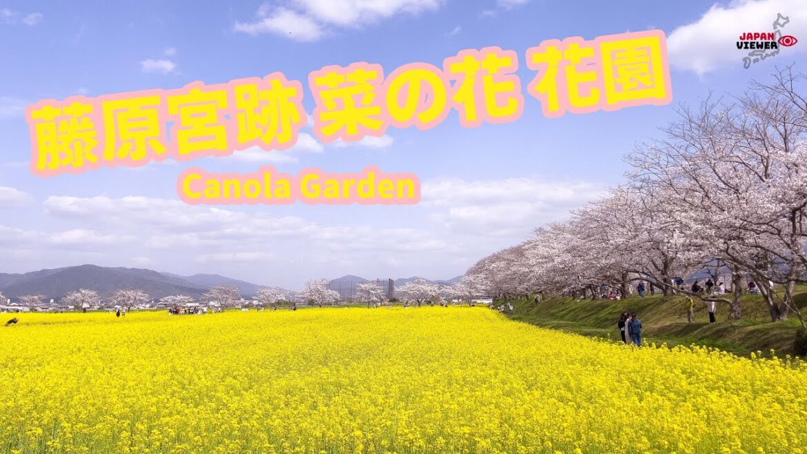 藤原宮跡 菜の花 花園 | Canola Garden | 橿原市 | 奈良県 藤原宮跡 菜の花 花園 | Canola Garden | 橿原市 | 奈良県