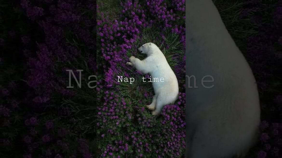 Time to Nap | funny animal videos 2023 #shorts #world #animals #funnyvideo #funnyvideos2023 Time to Nap | funny animal videos 2023 #shorts #world #animals #funnyvideo #funnyvideos2023