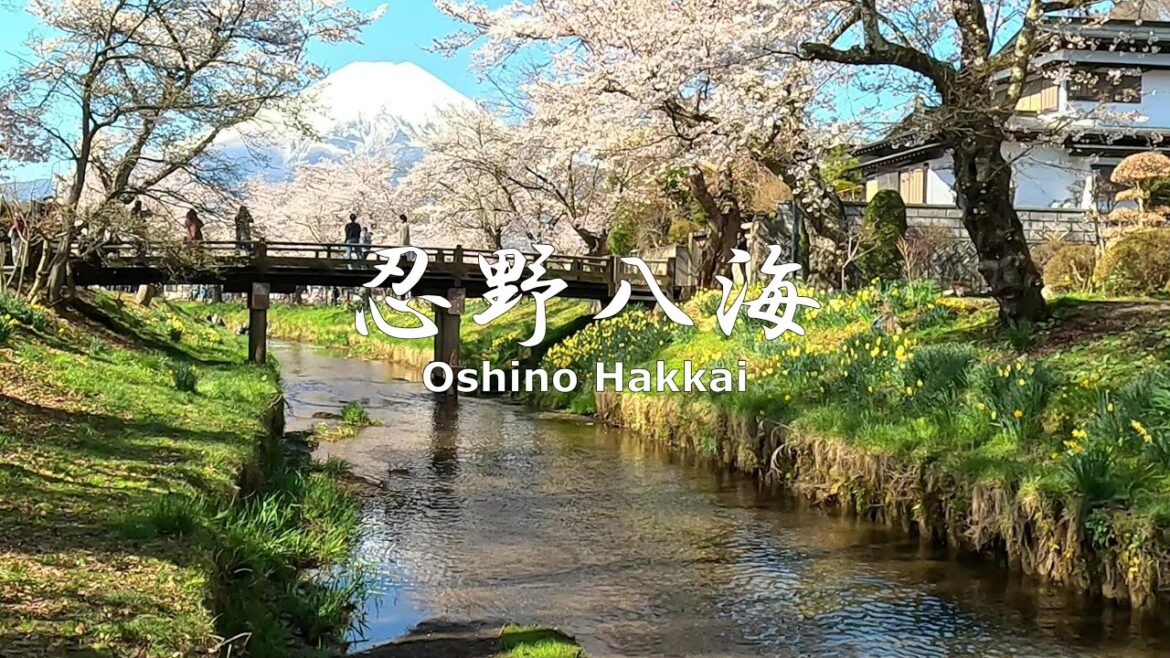4K NON-STOP Walking around Oshino Hakkai with Mt. Fuji and Sakura 富士と桜の忍野八海を歩く 4K NON-STOP Walking around Oshino Hakkai with Mt. Fuji and Sakura 富士と桜の忍野八海を歩く