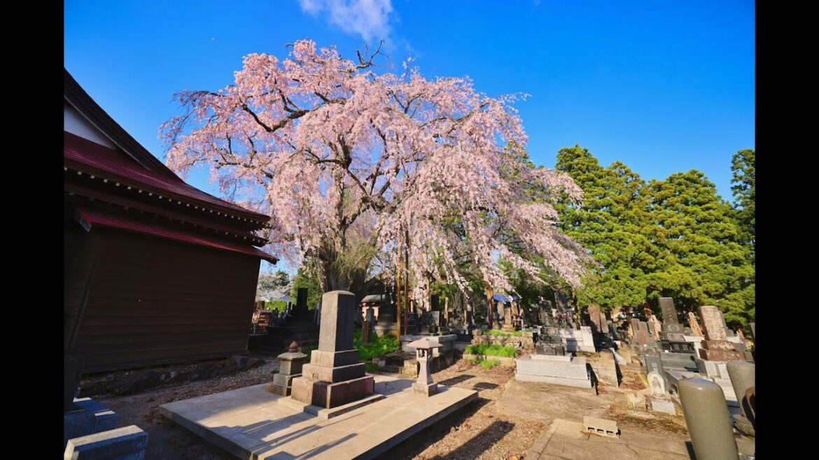 8K HDR 秋田 万松寺の桜 Akita,Sakura at Manshoji