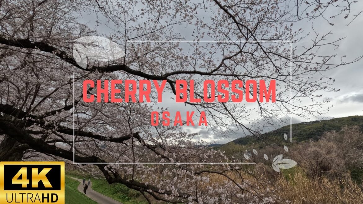 4K//Cherry Blossoms, A Quiet Moment in Kyoto Sakuradeai: A Static View