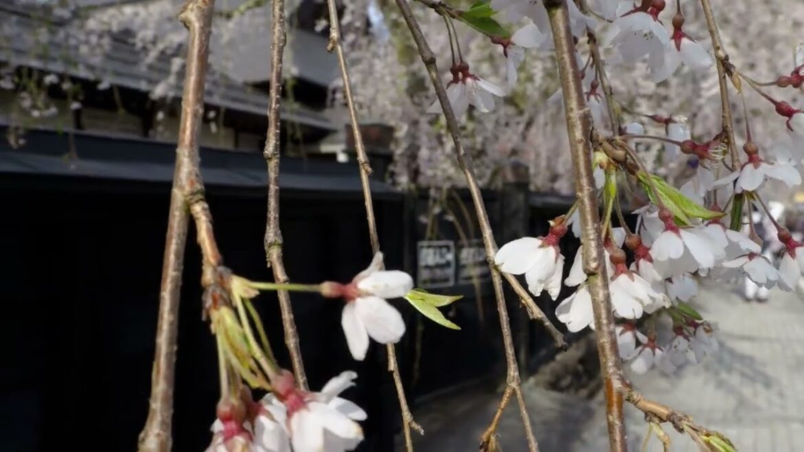 2023年【角館の桜】開花状況　4月11日