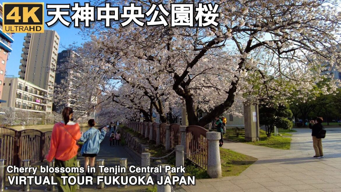 福岡天神中央公園の桜virtual tour Fukuoka japan cherry blossoms in Tenjin Central Park 2023