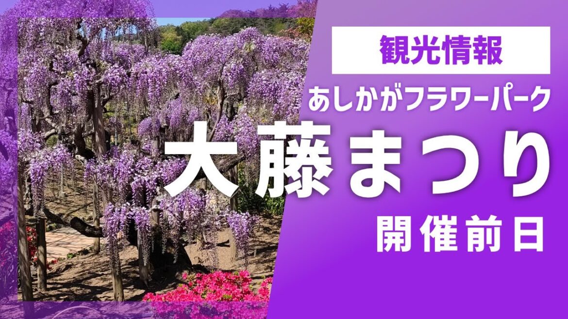 【あしかがフラワーパーク】ふじのはな物語 大藤まつり2023開催前日!【栃木県足利市】4月10日撮影 【あしかがフラワーパーク】ふじのはな物語 大藤まつり2023開催前日!【栃木県足利市】4月10日撮影