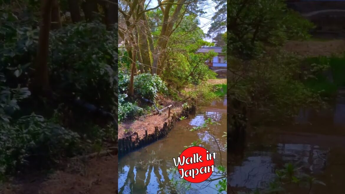 Japanese garden stroll