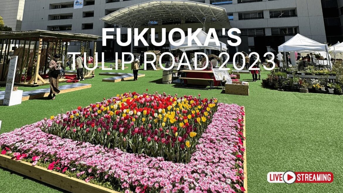 Livestream Walk Through Fukuoka City’s Tulip Road – Kyushu Japan! Livestream Walk Through Fukuoka City's Tulip Road - Kyushu Japan!