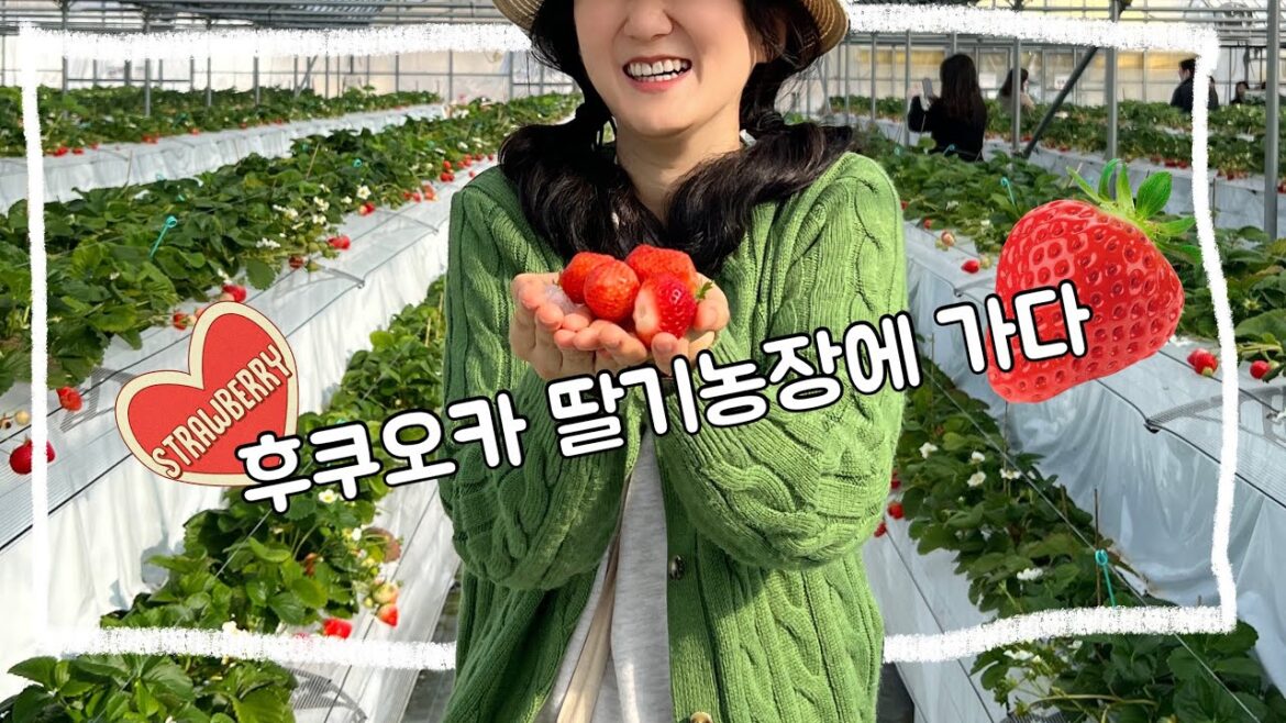 후쿠오카 시골 딸기농장에서 딸기 먹방 🍓 (이치란본점 & 마크이즈 쇼핑 하울 & 나카스 밤거리)