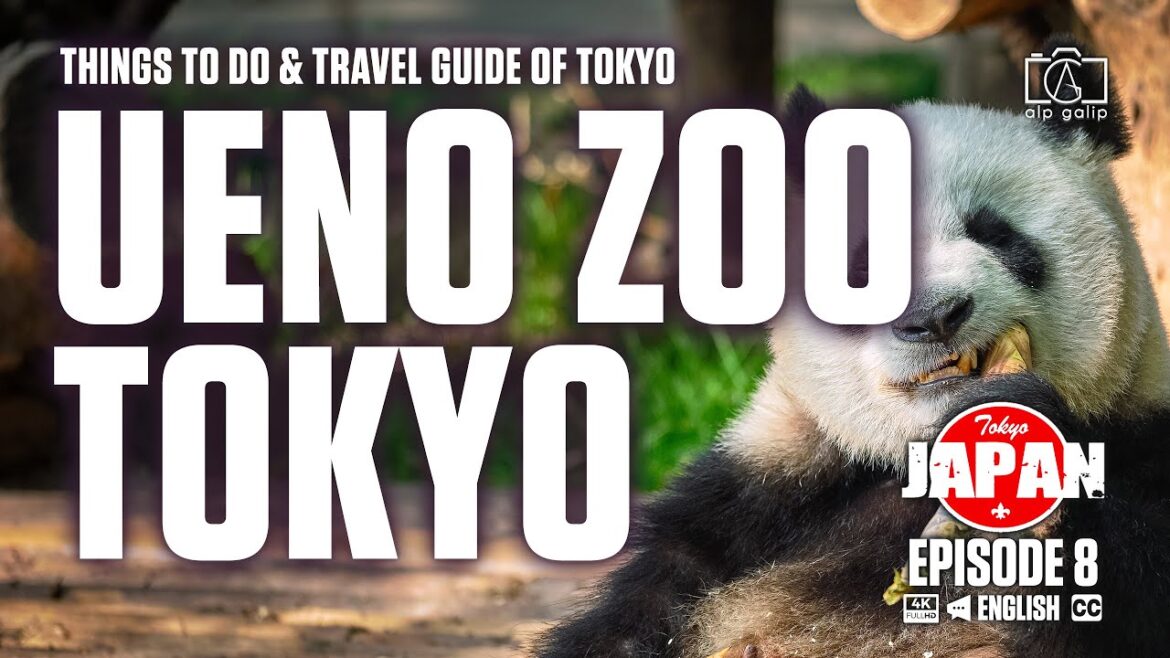 Ueno Zoo Tokyo | Travel guide & things to do in Ueno Park Taito Japan Ueno Zoo Tokyo | Travel guide & things to do in Ueno Park Taito Japan