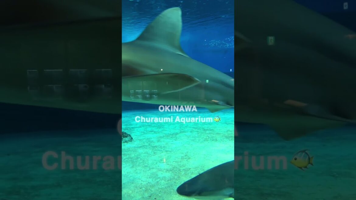 【沖縄旅】Okinawa Churaumi Aquarium / 美ら海水族館へ(旅行) #shorts