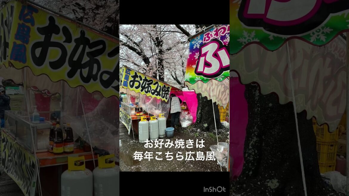 【小林牧場・千葉県印西市】2023年3月26日の桜です。あいにくの雨ですが満開でしたよー！傘をさしてぶらぶら歩きしました。次の土日は晴れるといいですね。晴天の日の桜が見たいね！#花見 #桜祭り#印西
