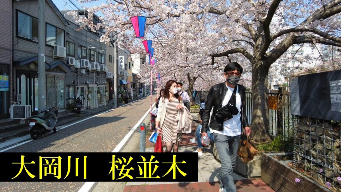 大岡川・桜　Tokyo Walking 🌞4K　Yokohama　Cherry Blossoms　&　Streets　Japan🎧HQ Binaural　横浜橋通・阪東橋　（横浜市）　睡眠用・東京散歩
