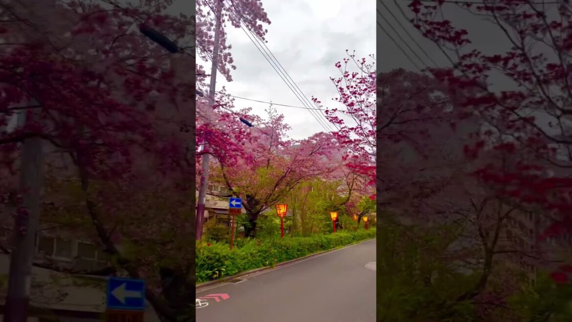 Kyoto Japan #travel #japanvacation #vacation #kyoto #kyotocity #japantravel #adventure #traveltip