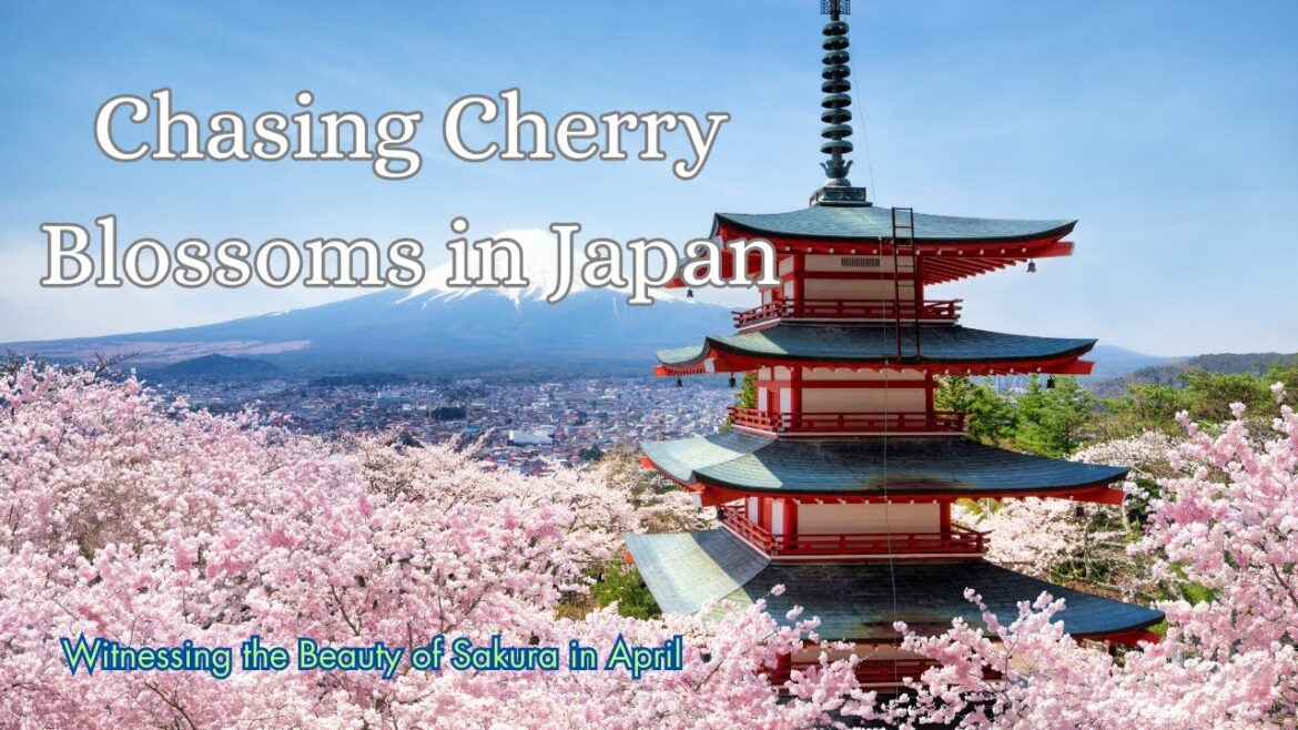 Chasing Cherry Blossoms in Japan: Witnessing the Beauty of Sakura in April