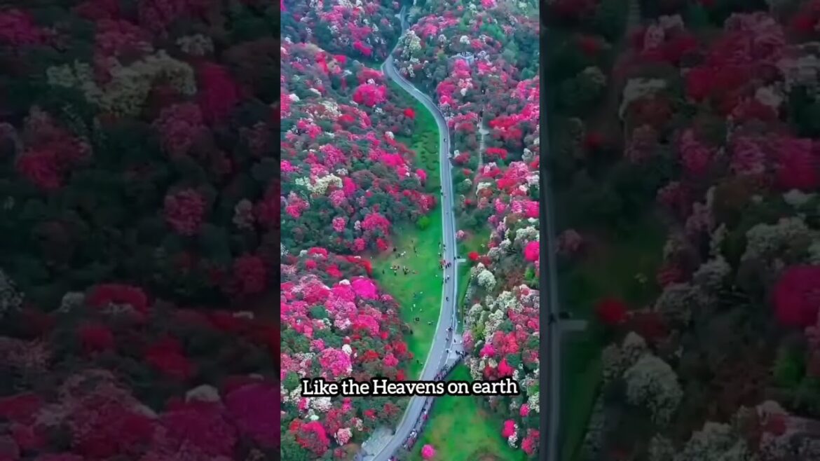 Japan Gardens. look like Heaven on earth #travel