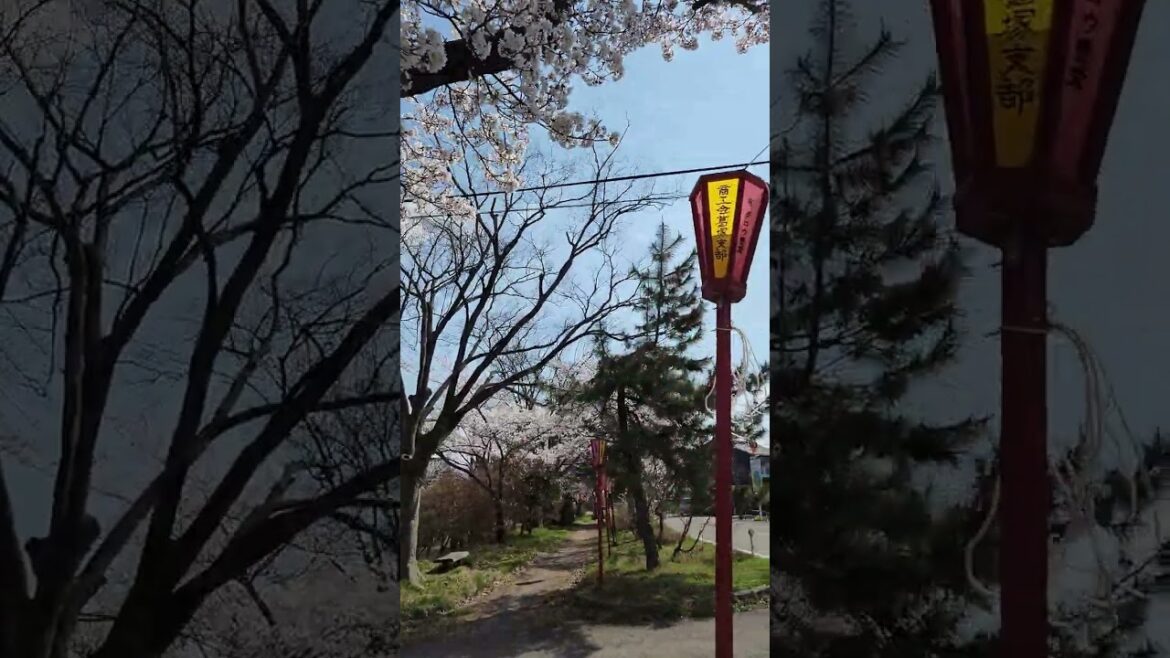 豊栄天王線沿いの桜並木 2023年4月