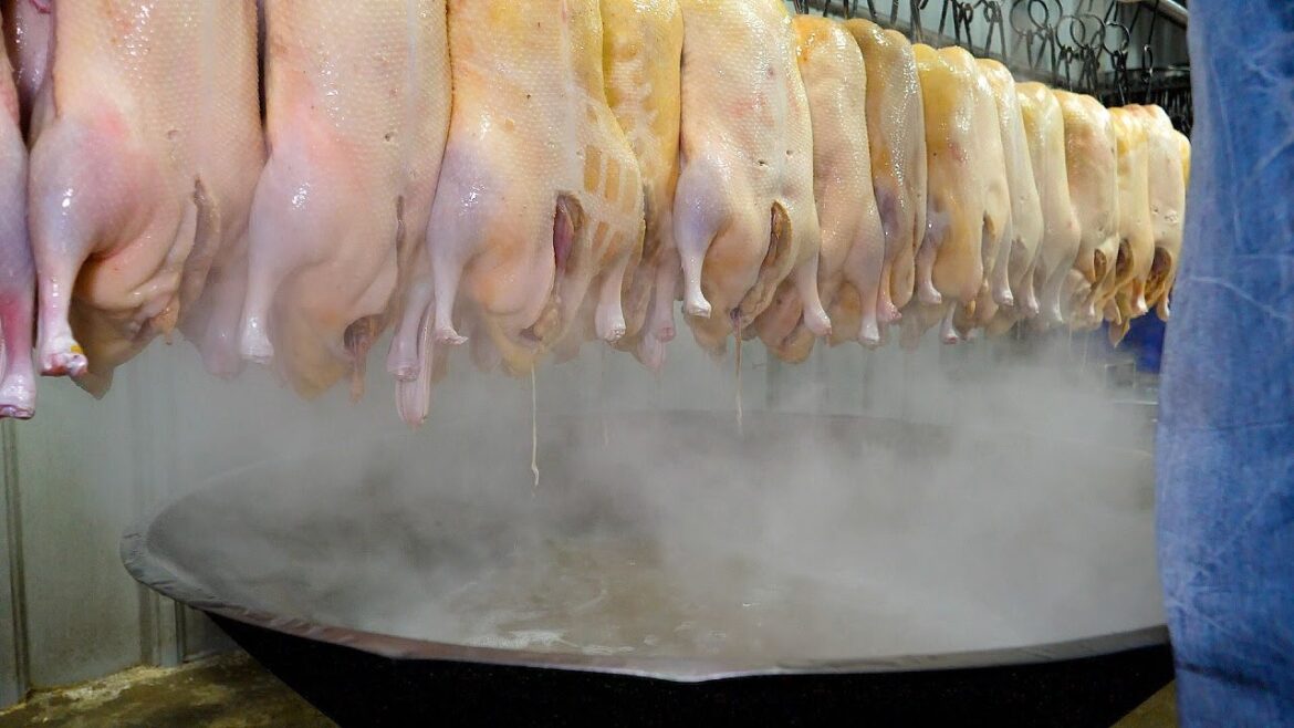 북경 오리구이 전문점 풀 요리 - 대만 음식(시스템 오류 재업로드)