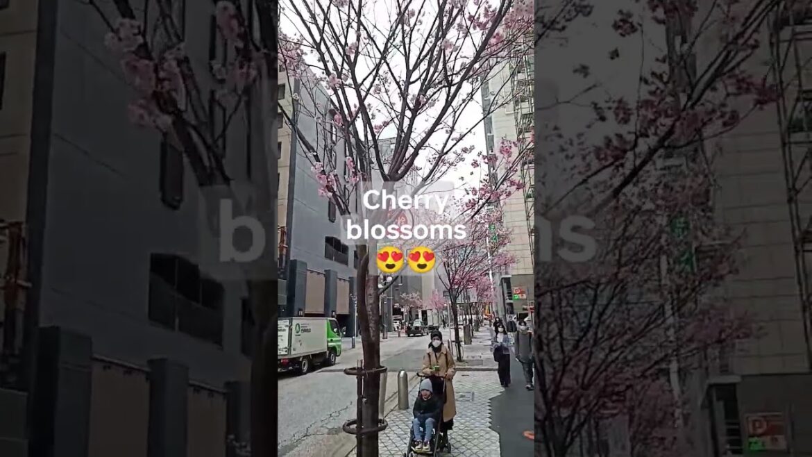 Fukuoka japan cherry blossom #japantrip #family #familytravel #toddler